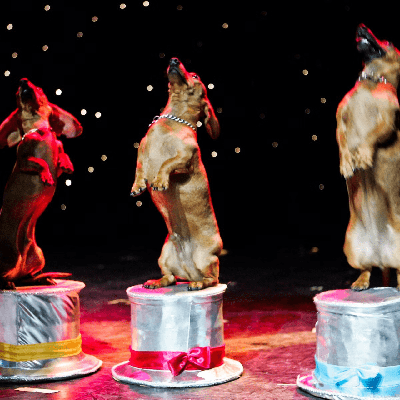 V Theatre Las Vegas - Popovich Comedy Pet Theatre - image 3