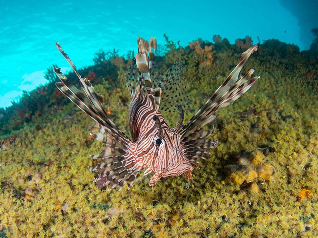 Okinawa Miyakojima Undersea Park - image 11