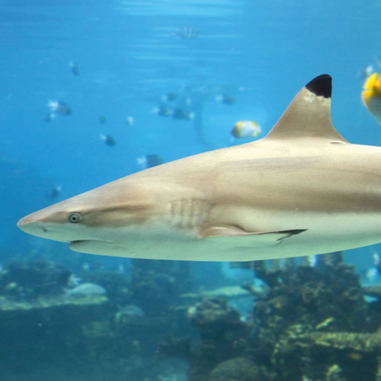 SEA LIFE Paris Aquarium Ticket - image 3