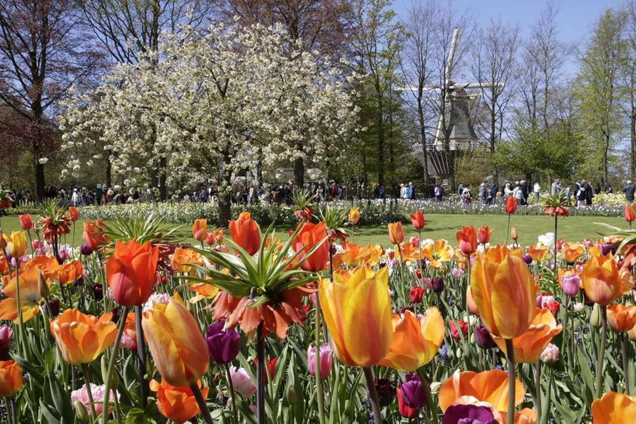 Keukenhof Gardens Ticket with Round Trip Bus Transfer from Amsterdam - imagen 10