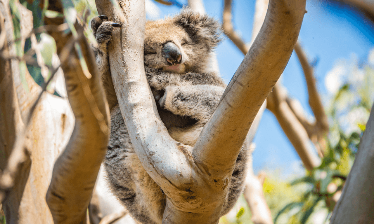 Great Ocean Road Tour from Melbourne - image 34