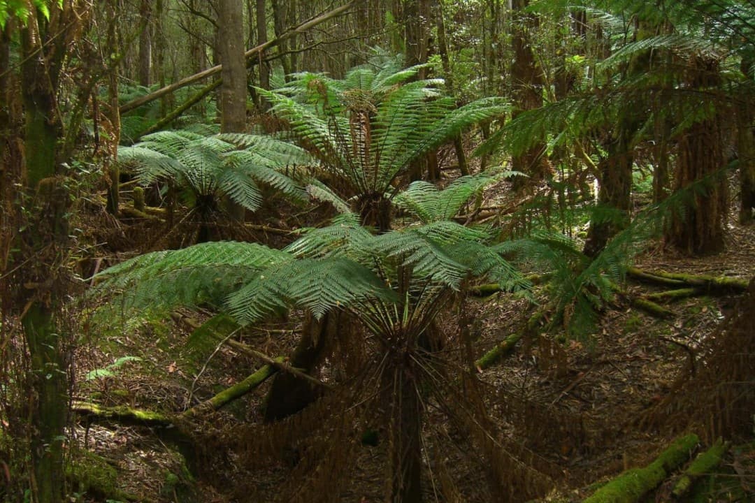 Russell Falls Tour from Hobart - imagen 10