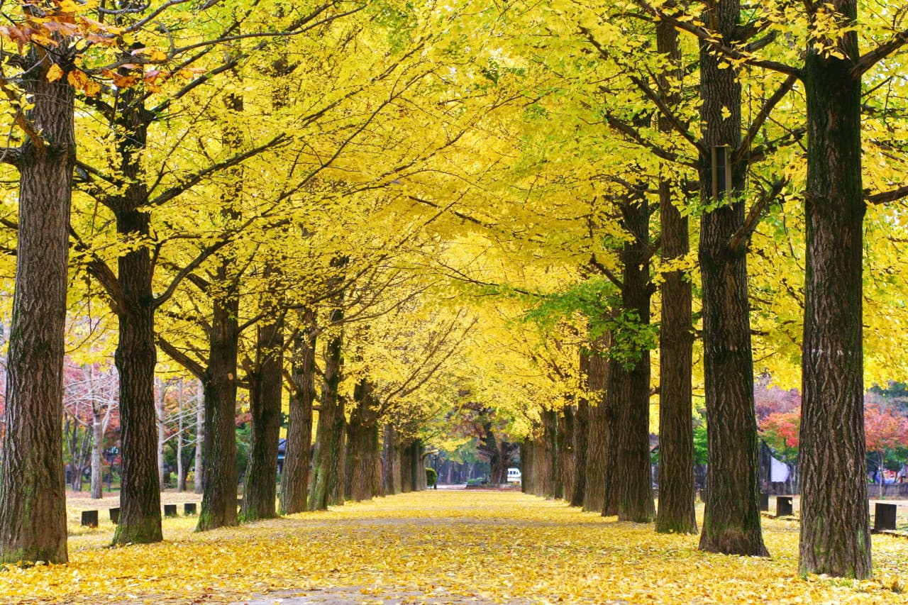 Nami Island, Petite France, Italian Village, and Garden of Morning Calm Tour from Seoul - image 2