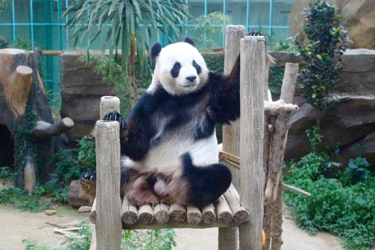 Zoo Negara Malaysia & Panda Conservation Centre Ticket - image 21