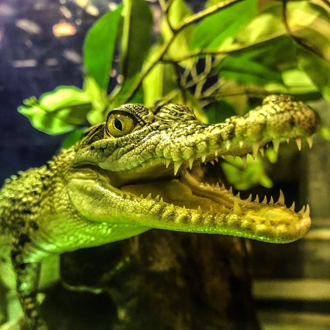Dubai Aquarium and Underwater Zoo Ticket - image 9