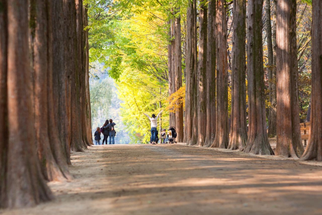 Alpaca World, Nami Island, and Garden of Morning Calm Tour from Seoul - image 15