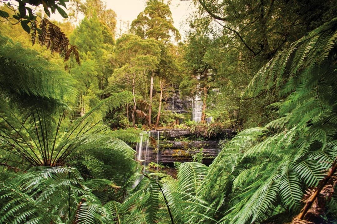 Russell Falls Tour from Hobart - image 9