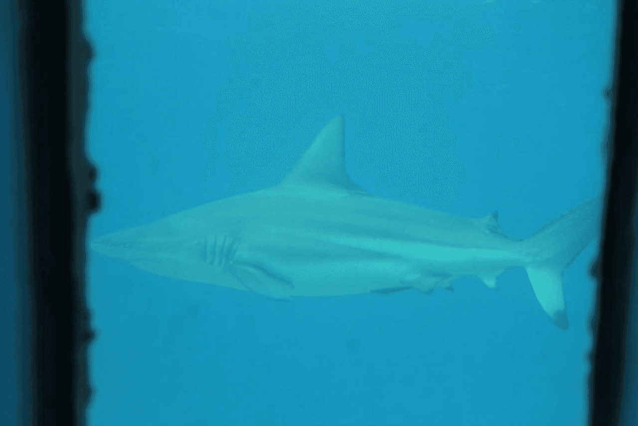 Parque submarino Miyakojima de Okinawa - imagen 12