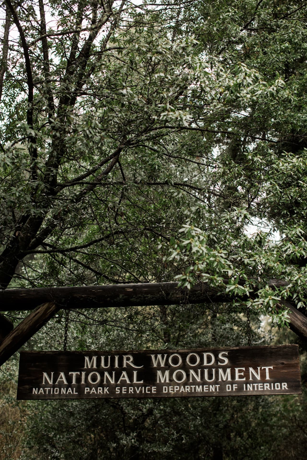 Muir Woods and Sausalito Tour from San Francisco - image 4