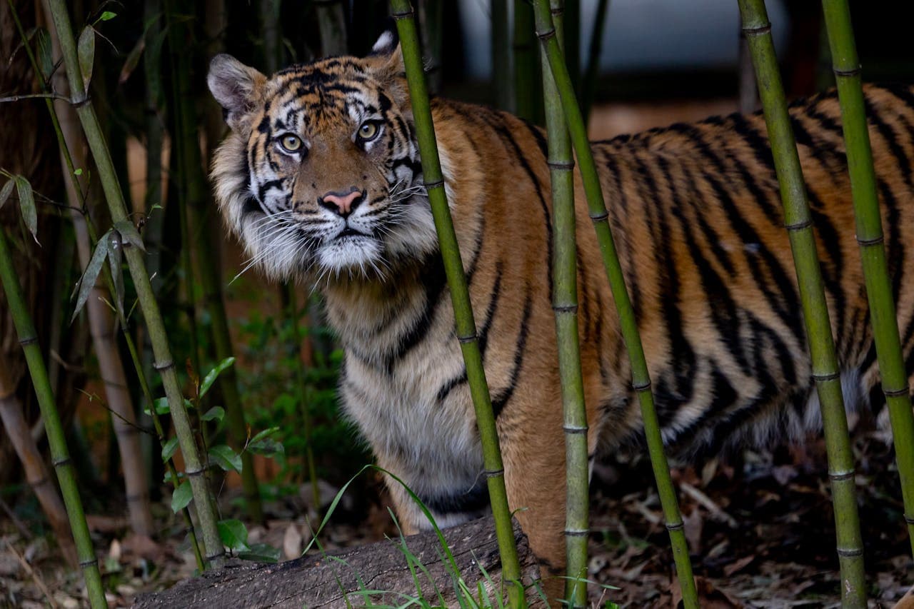 Zoo Atlanta Entry Ticket - image 9