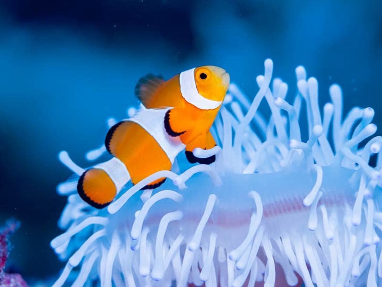 Parque submarino Miyakojima de Okinawa - imagen 8