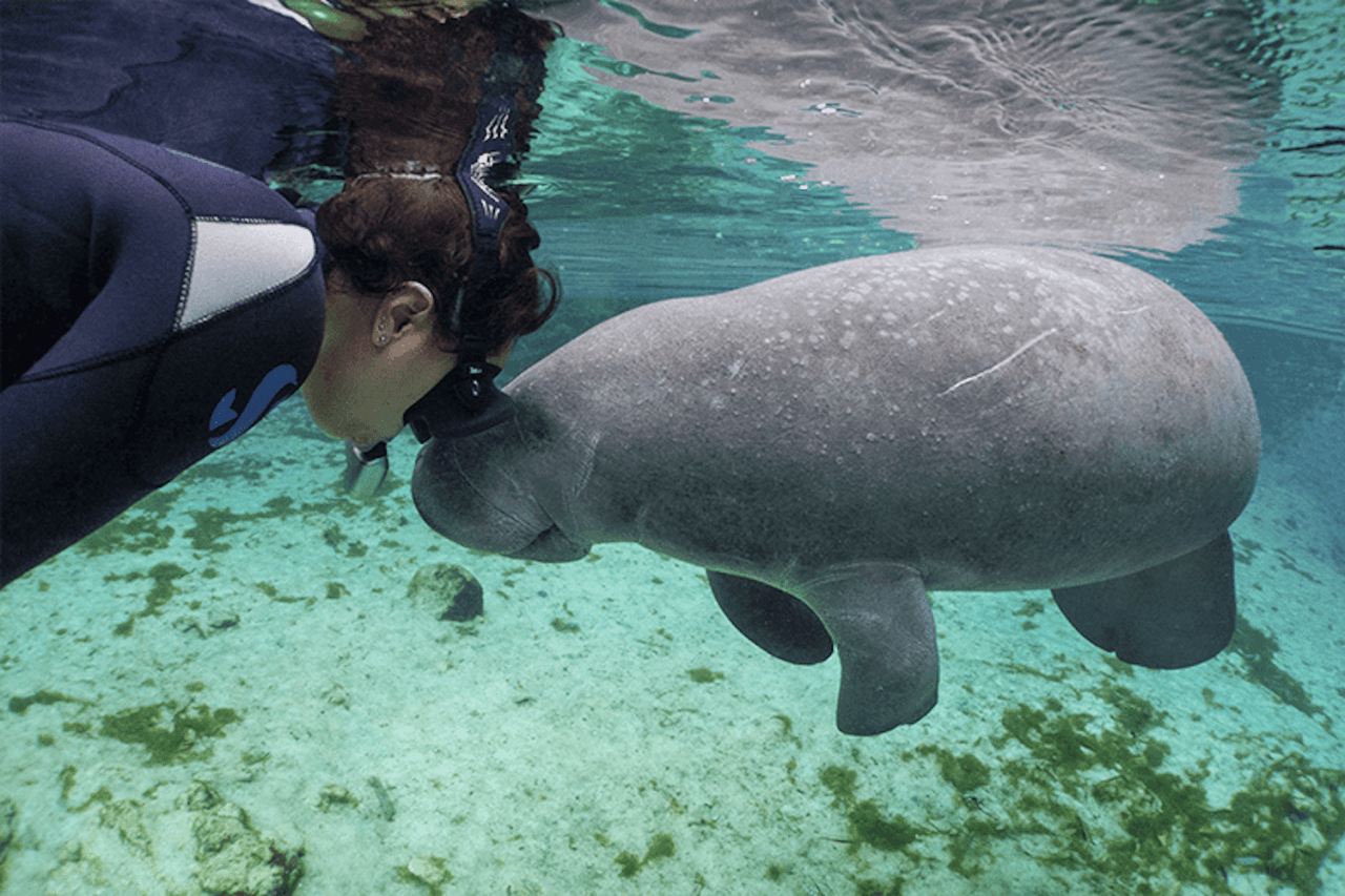 Florida Nature Coast Tour: Crystal River with Manatees Snorkelling, Homosassa State Park - image 2
