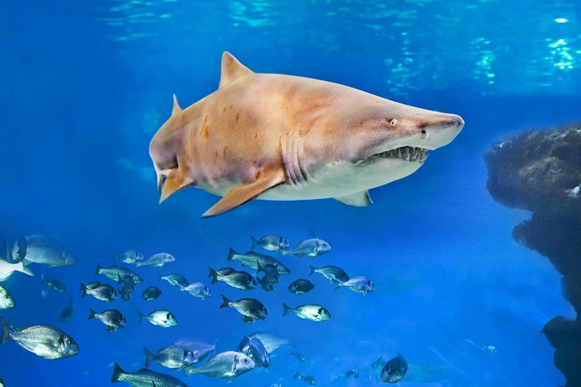 Palma Aquarium: Skip The Line Ticket + Optional 3D Cinema Aquadome - image 5