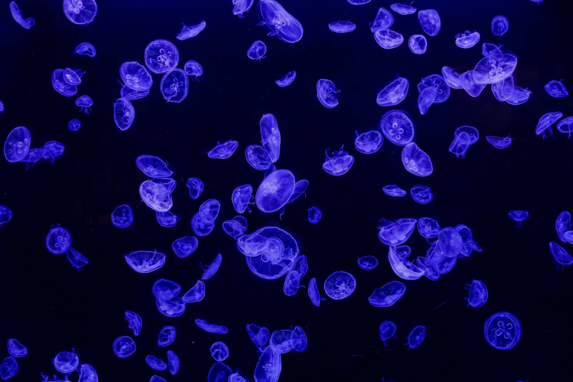 Atlantis Aquarium Madrid Ticket - image 4