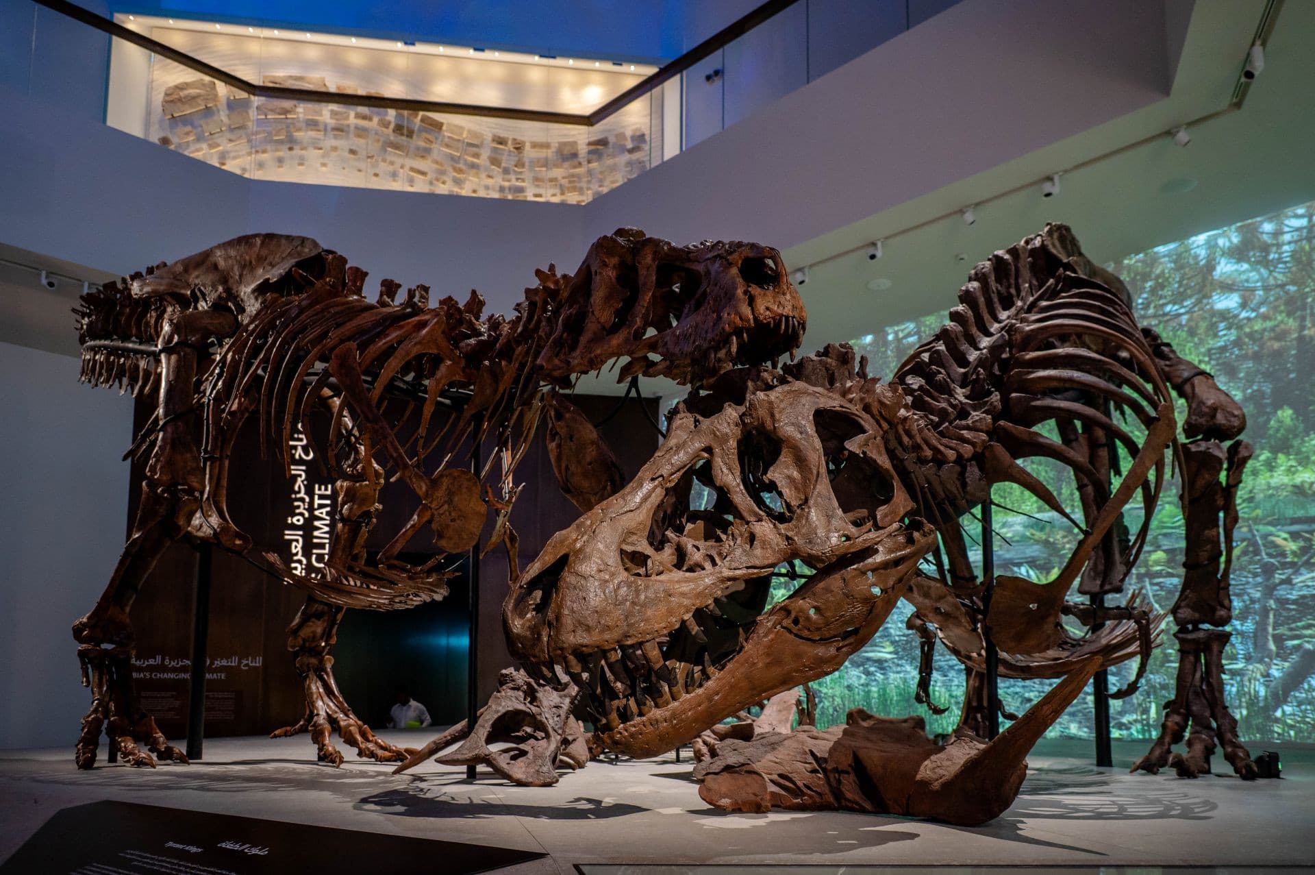Museum Pass: Zayed National Museum + Natural History Museum Abu Dhabi Tickets - image 7