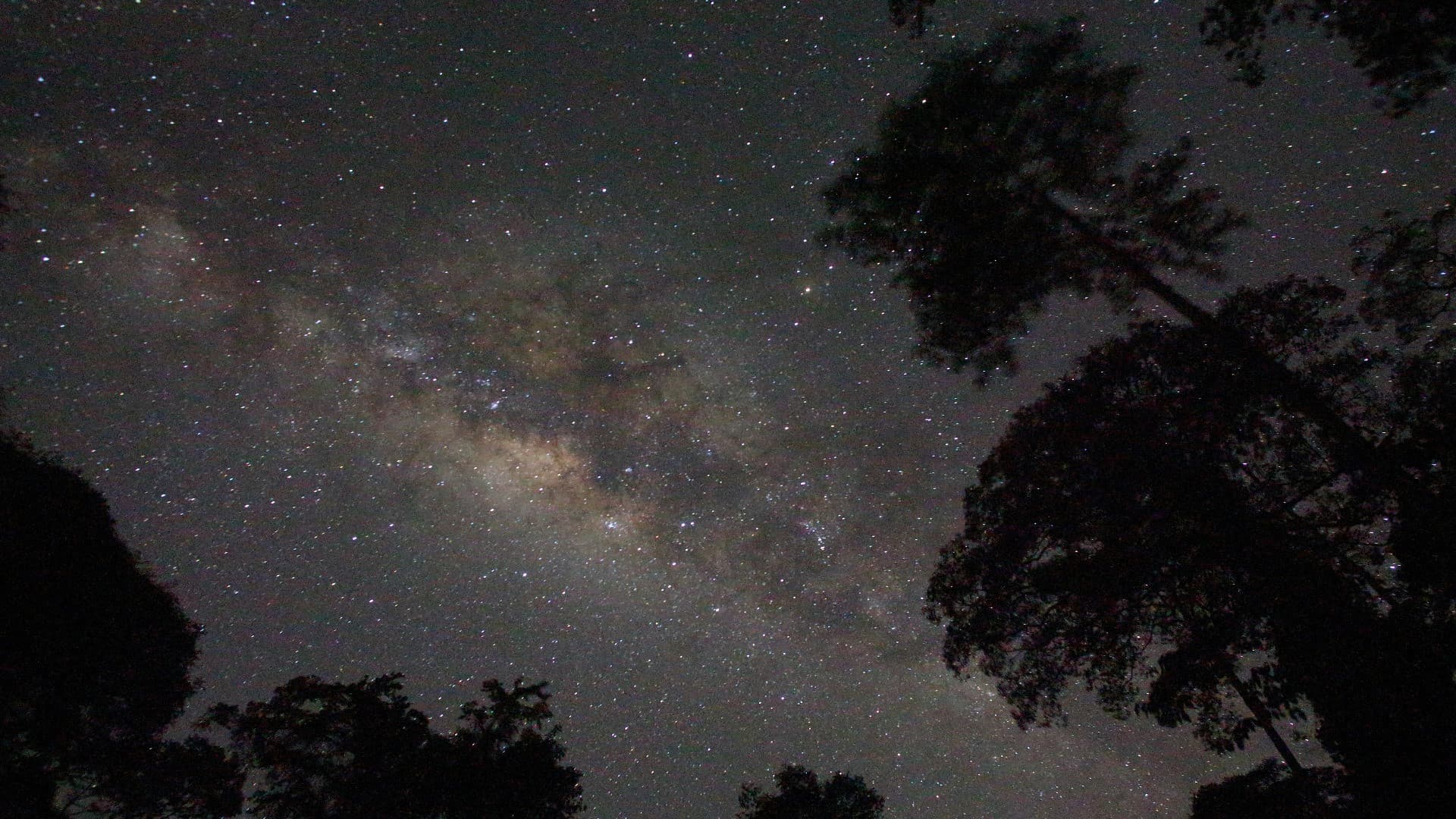 Guided Evening Rainforest Walk and Glow Worms Experience from Gold Coast - image 3