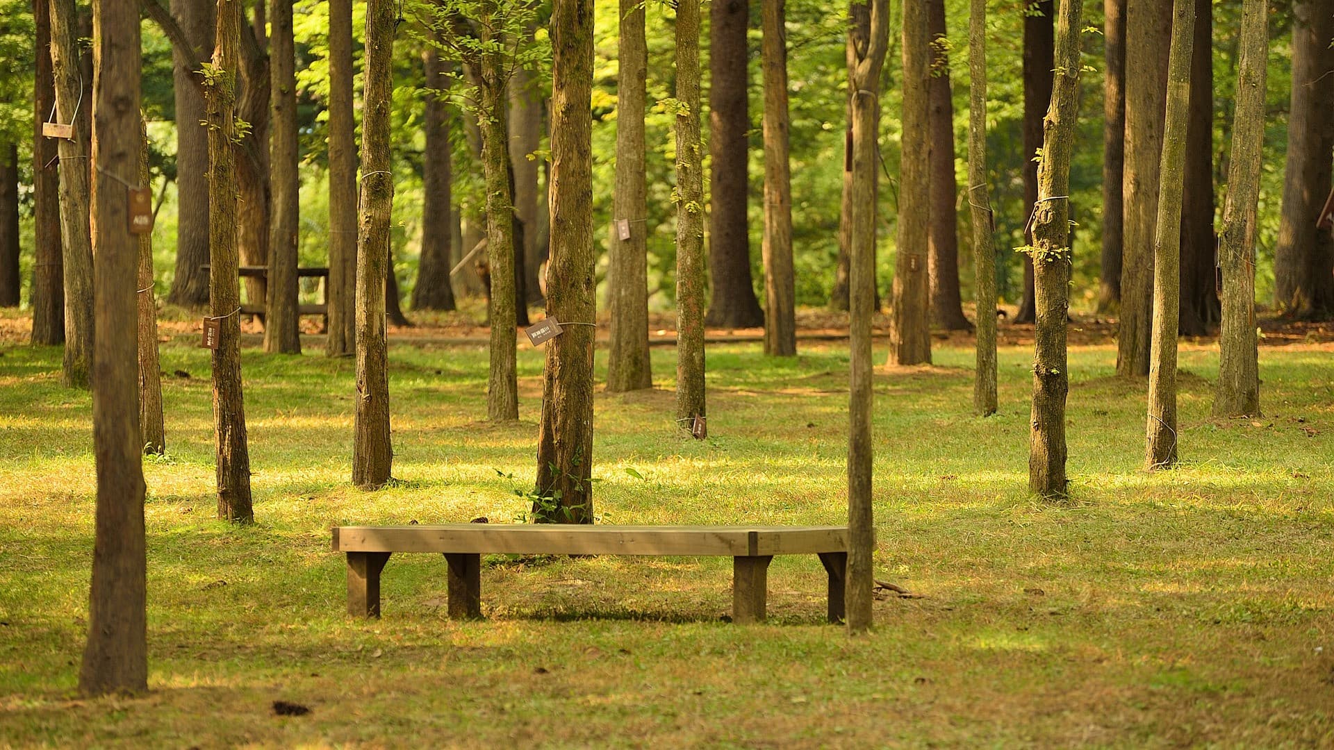 Nami Island, Petite France, Italian Village, and Gangchon Rail Bike Tour from Seoul - imagen 7