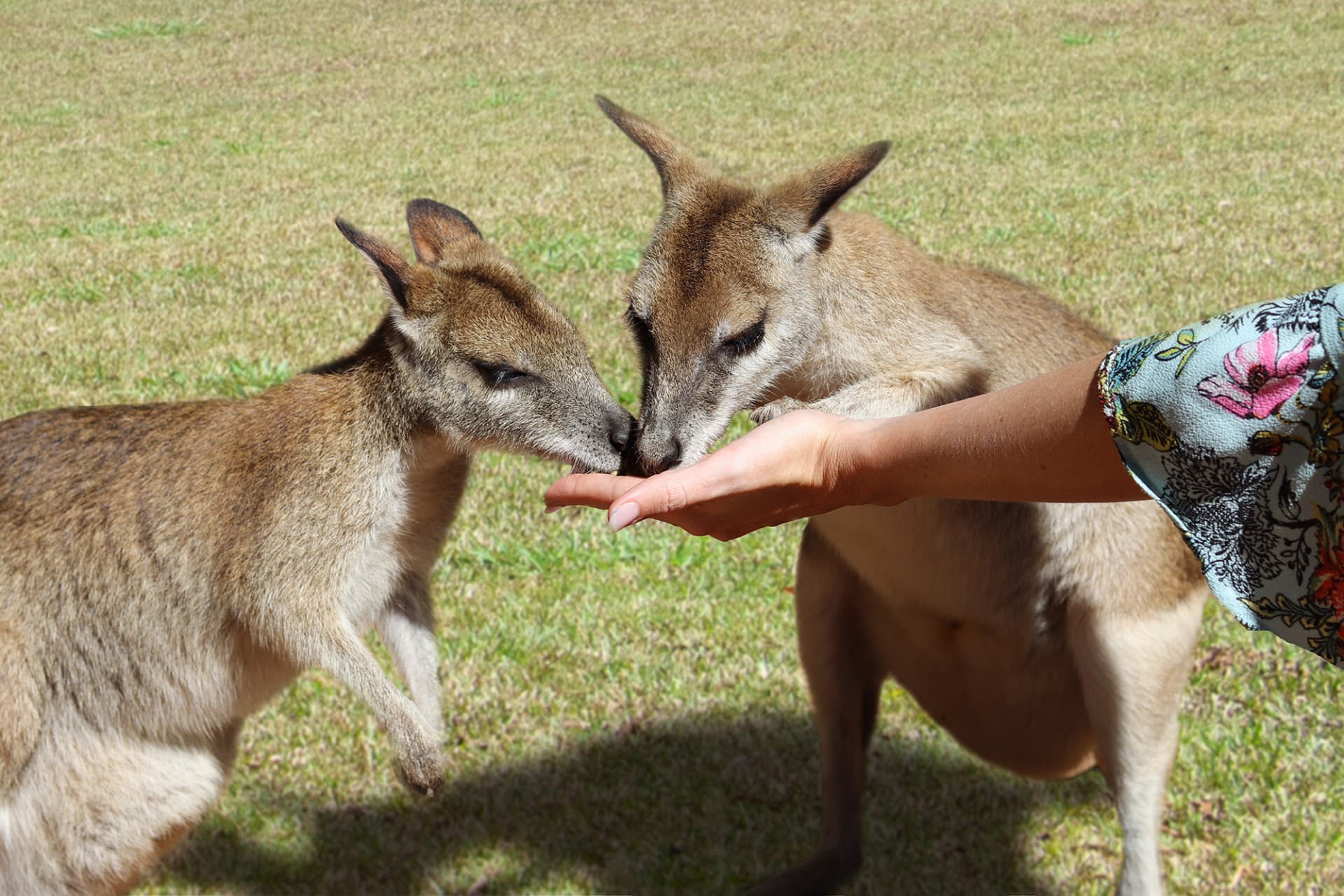 Kuranda Rainforestation Nature Park Full-Day Tour from Cairns with Kuranda Scenic Railway - image 12