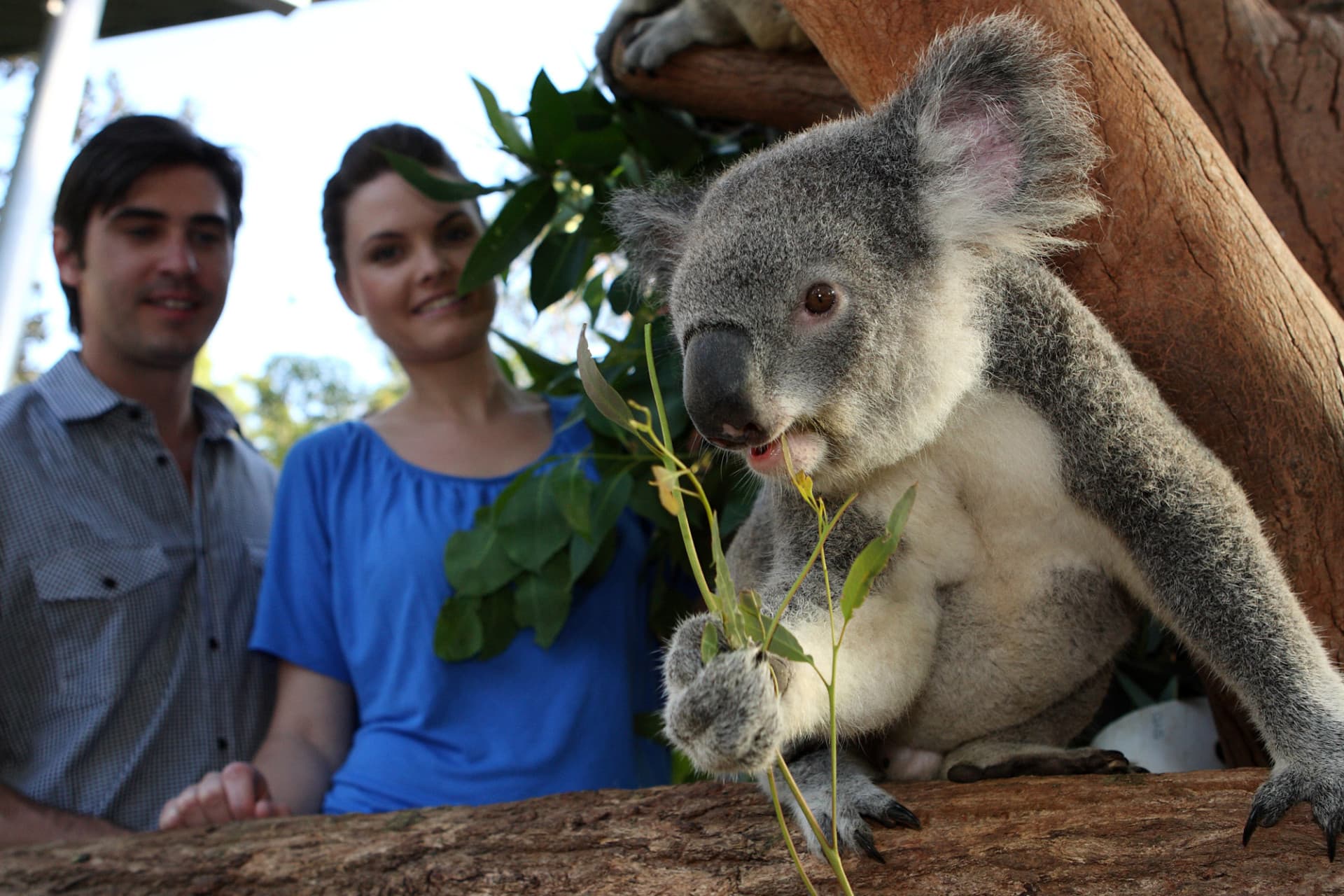 Go City Sydney Essentials Pass: 3 atracciones - imagen 4
