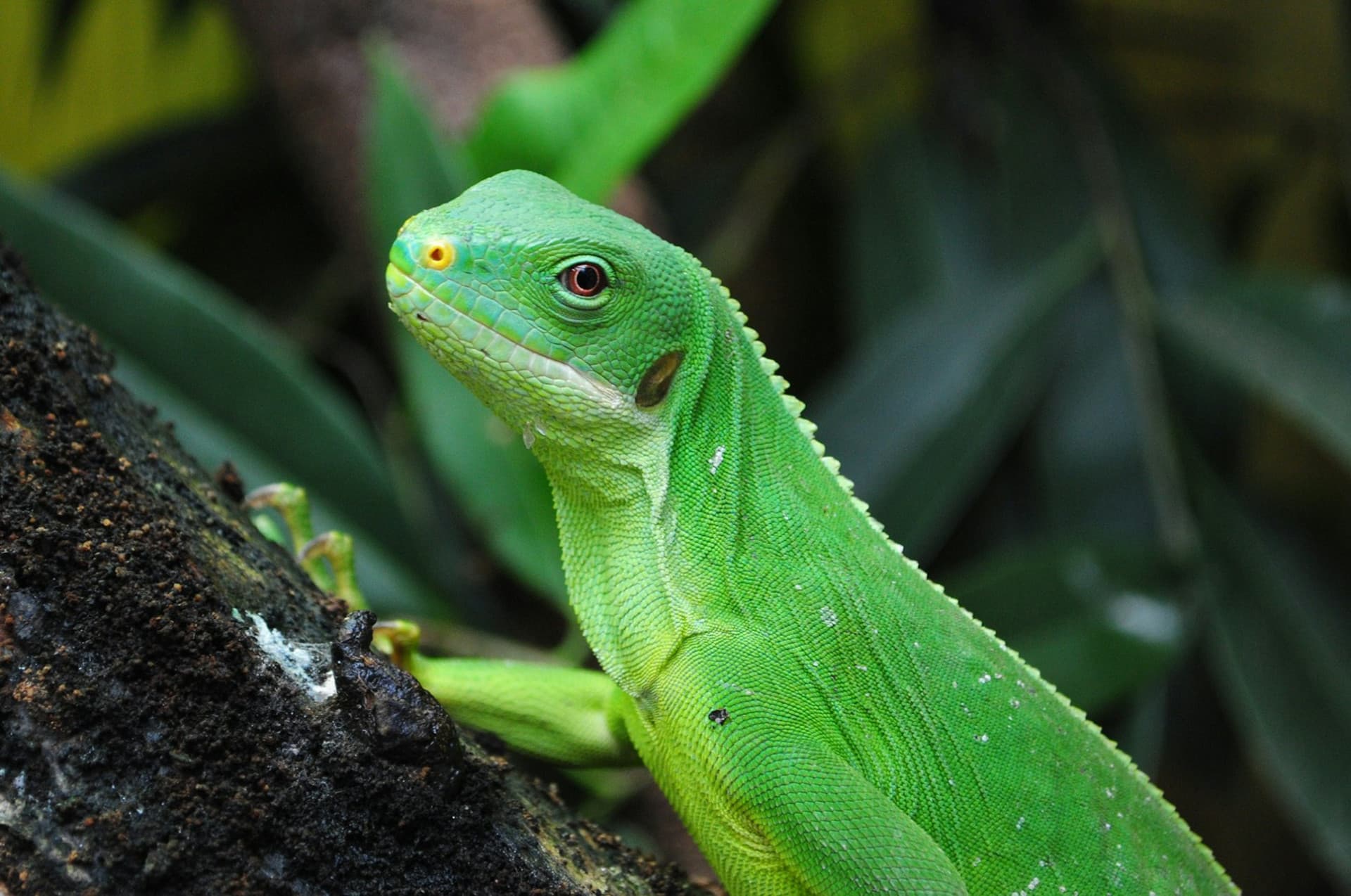 ZooParc de Beauval Ticket - image 11