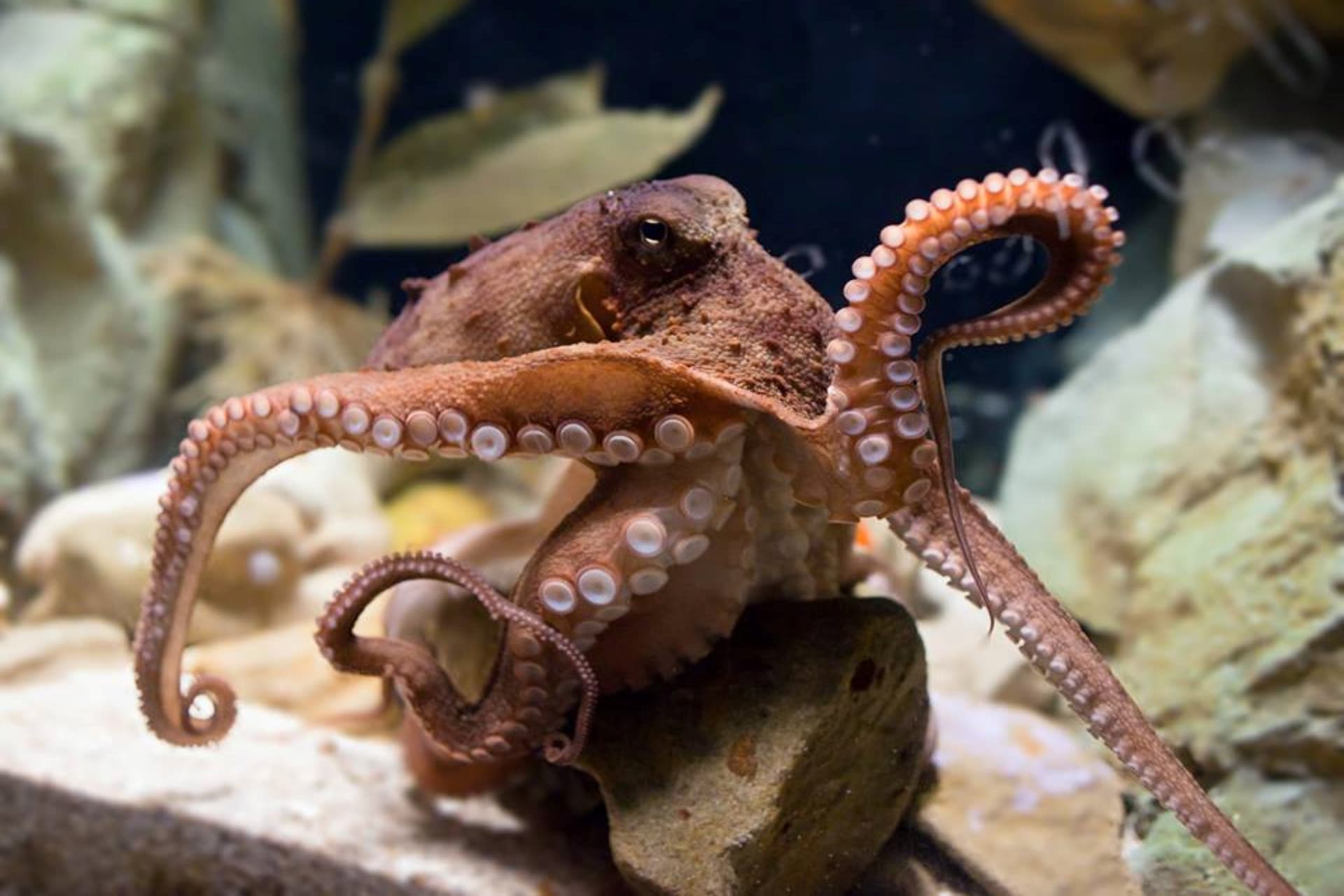 SEA LIFE Sydney Aquarium Direct Entry Ticket - image 13