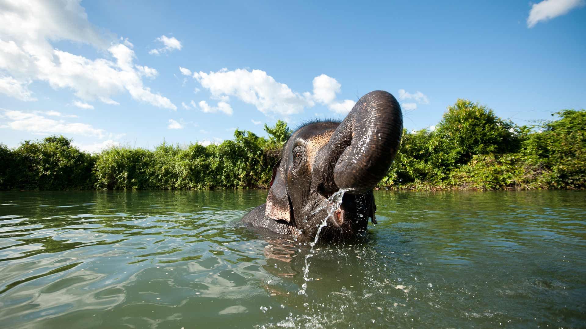Elephant Jungle Sanctuary Chiang Mai - image 2