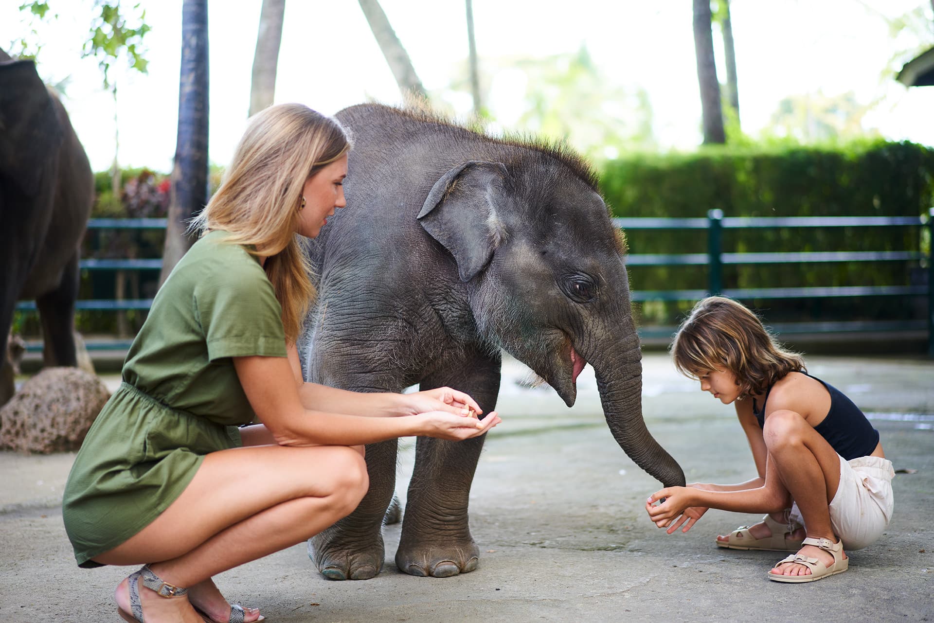 Mason Elephant Park Bali by Mason Adventures (Formerly known as Elephant Safari Park) - main image