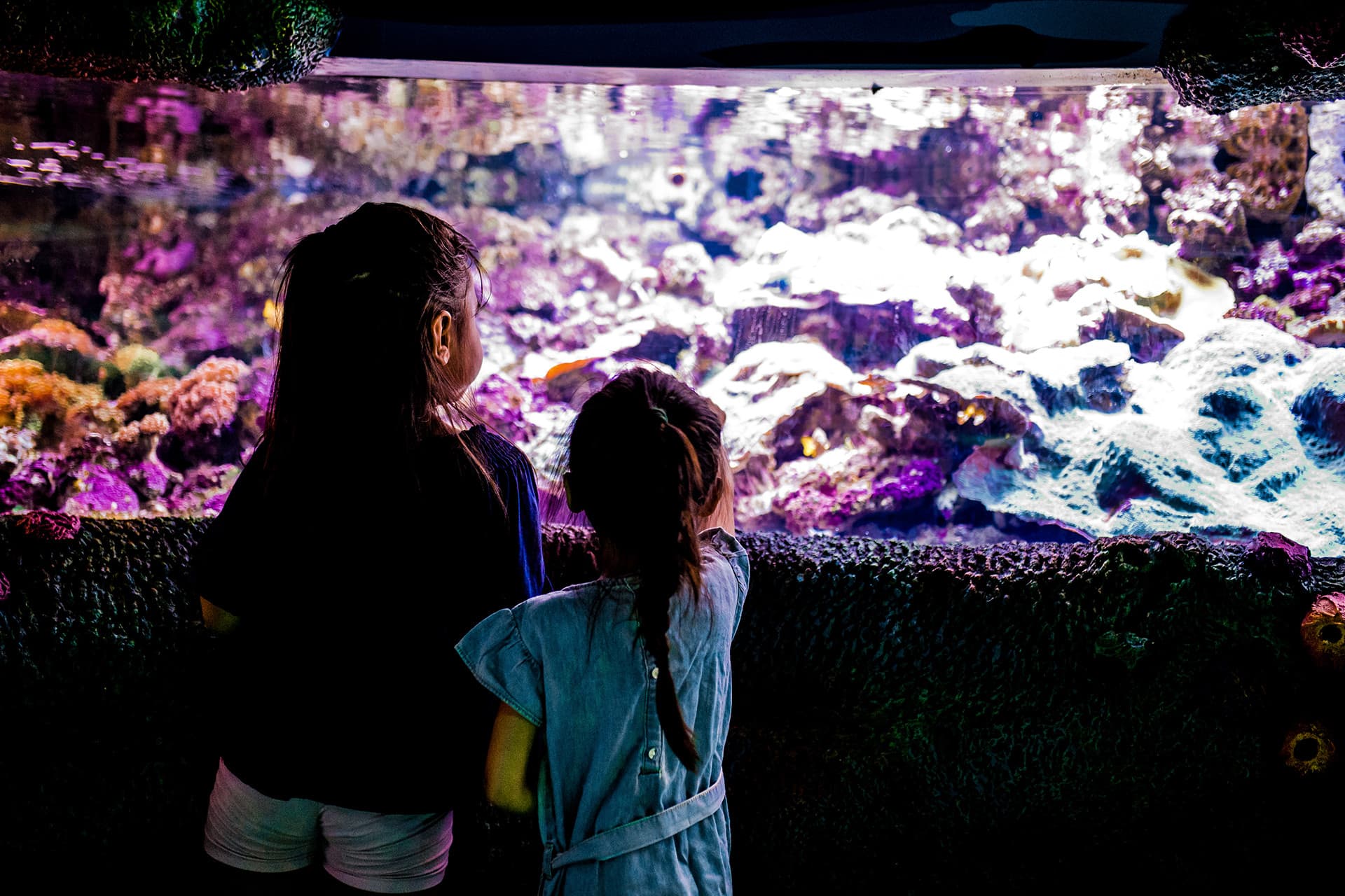 SEA LIFE Sydney Aquarium Direct Entry Ticket - image 4