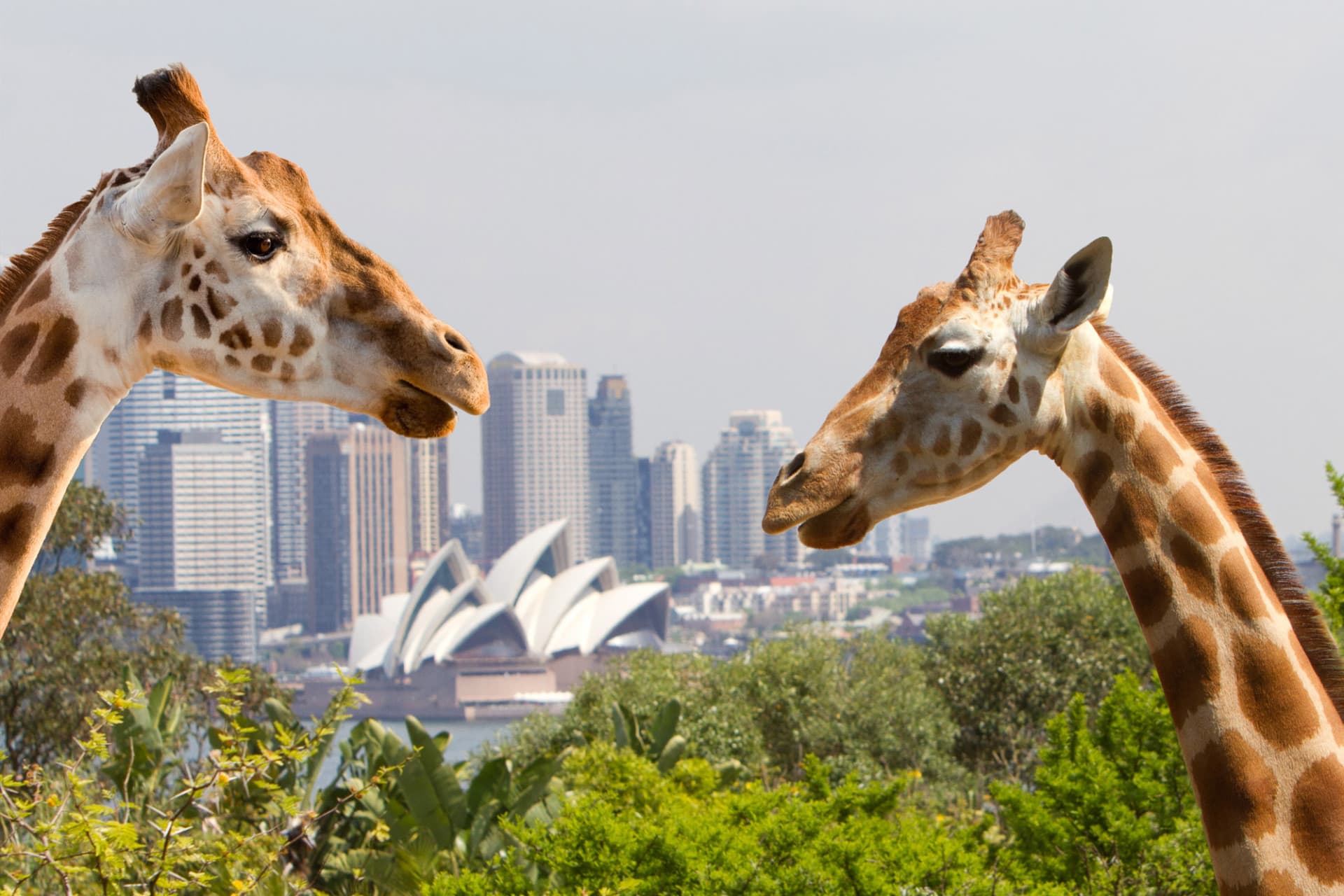 Go City Sydney All-Inclusive Pass: Save up to 50% on Attractions - image 9