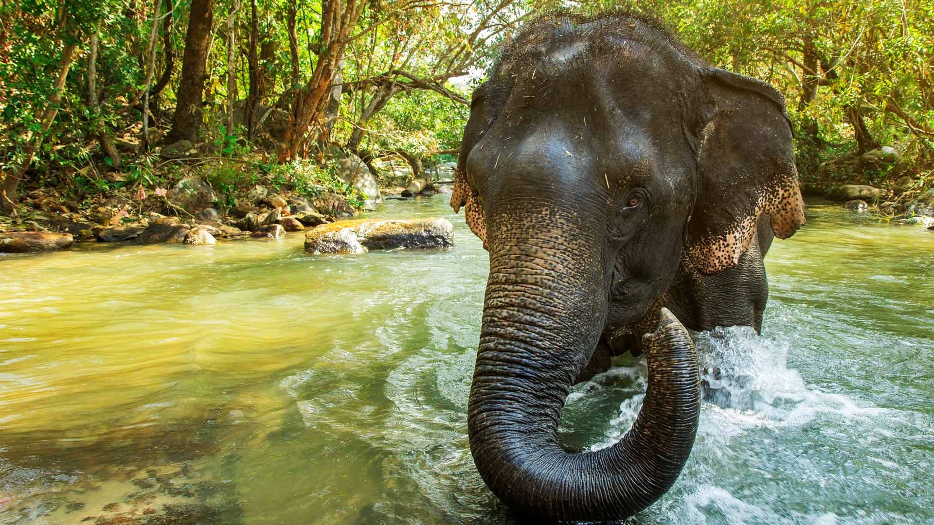Elephant Jungle Sanctuary Chiang Mai - image 3