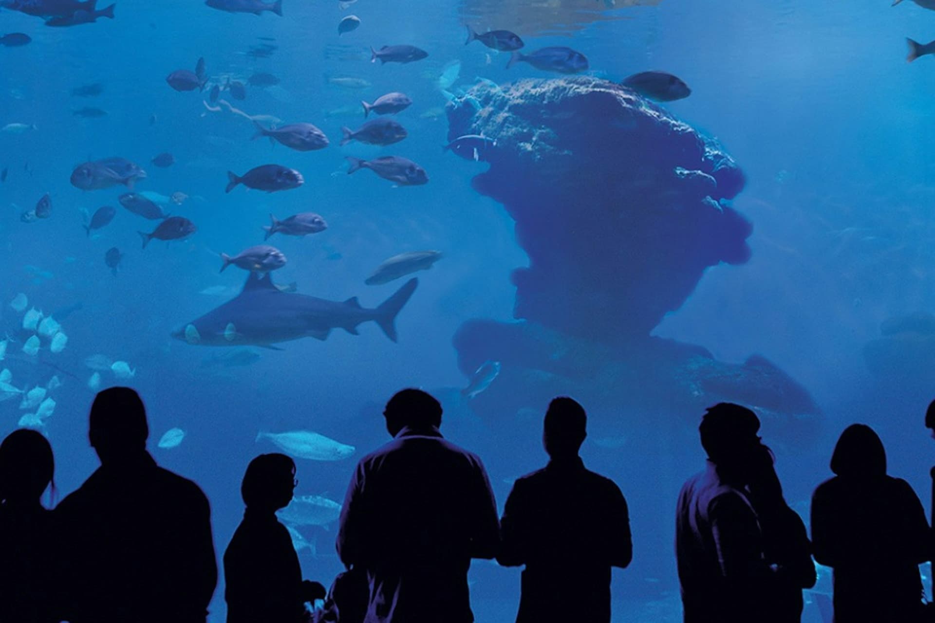 Palma Aquarium: Skip The Line Ticket + Optional 3D Cinema Aquadome - image 6