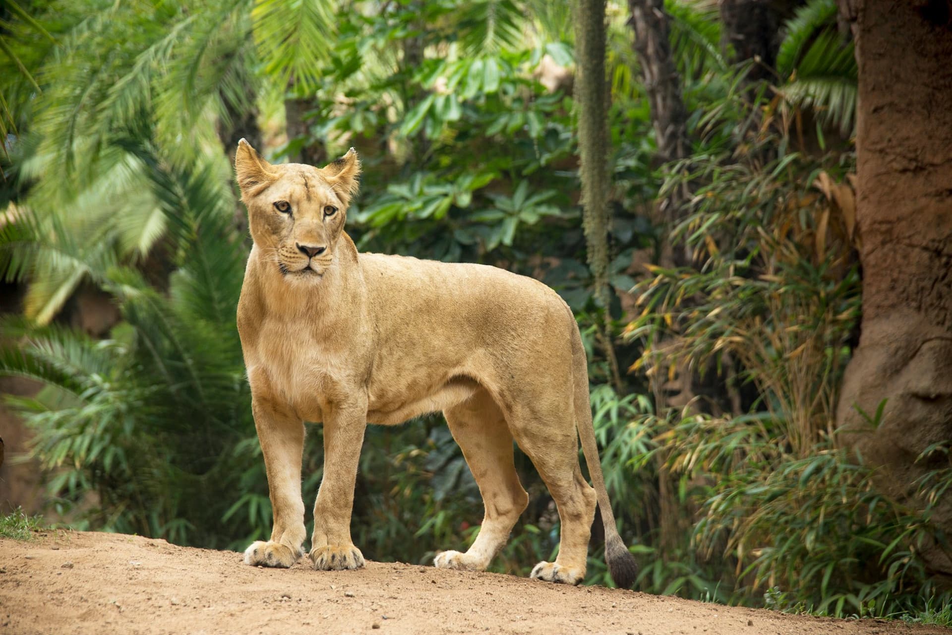 Entrada a Loro Parque - imagen 11
