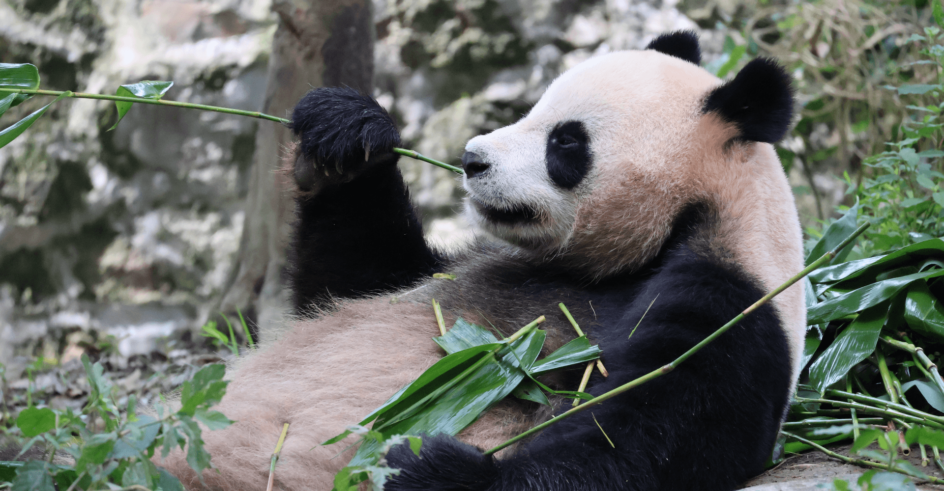 Entrada a Ocean Park Hong Kong - imagen 10
