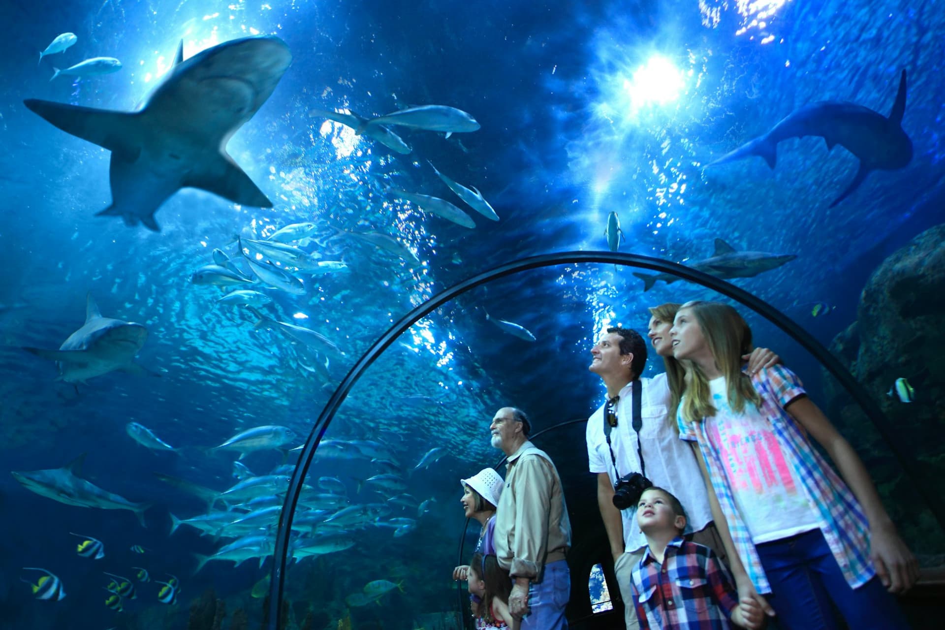 Entrada a Loro Parque - imagen 4