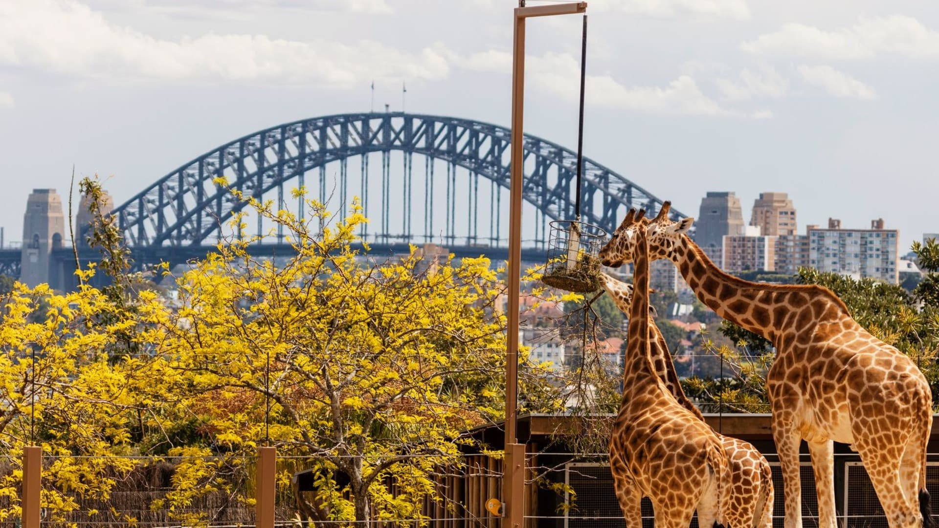Taronga Zoo Ticket with Optional Round Trip Ferry - image 11