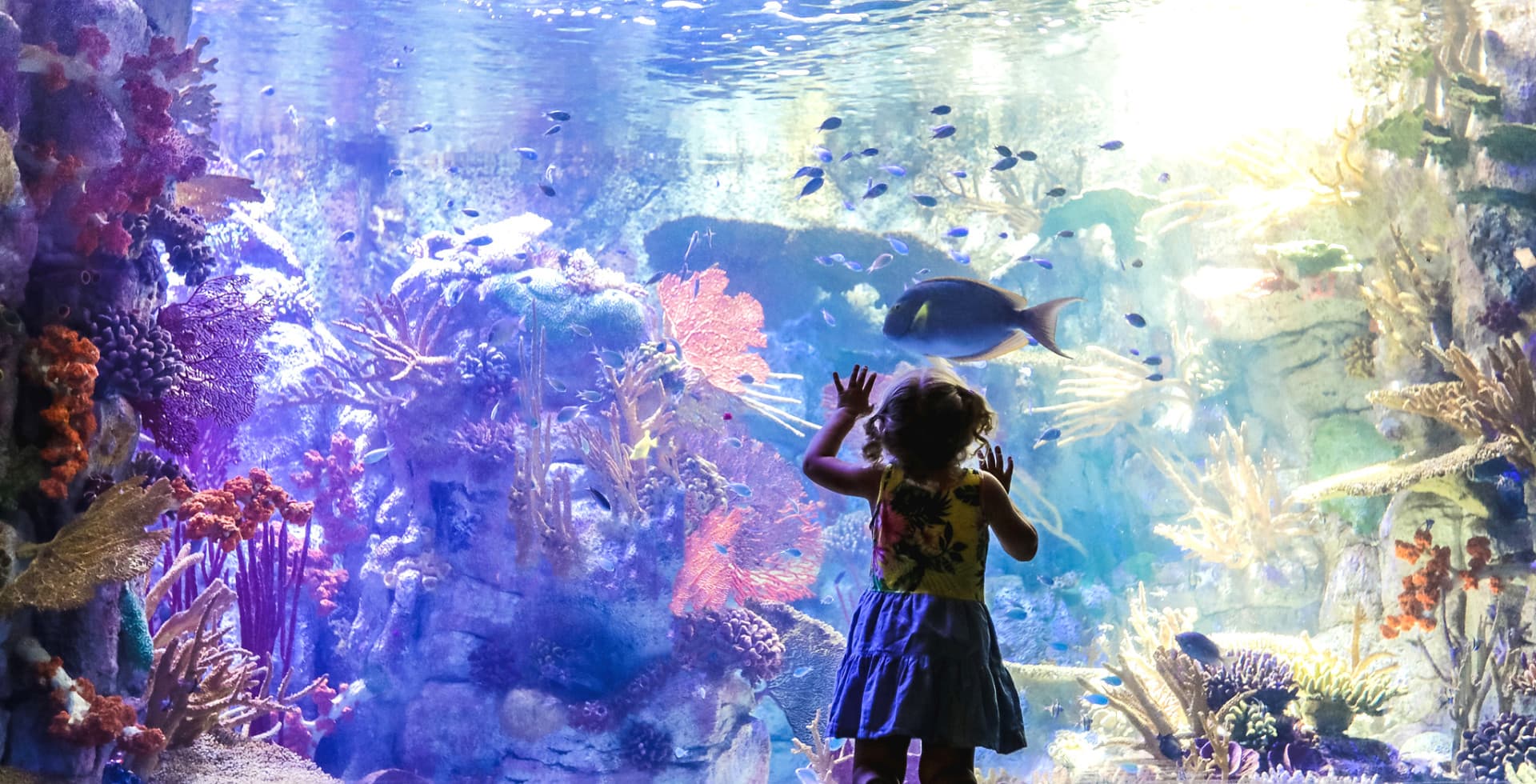 Go City San Diego Essentials Pass: Save up to 50% on Attractions - image 6