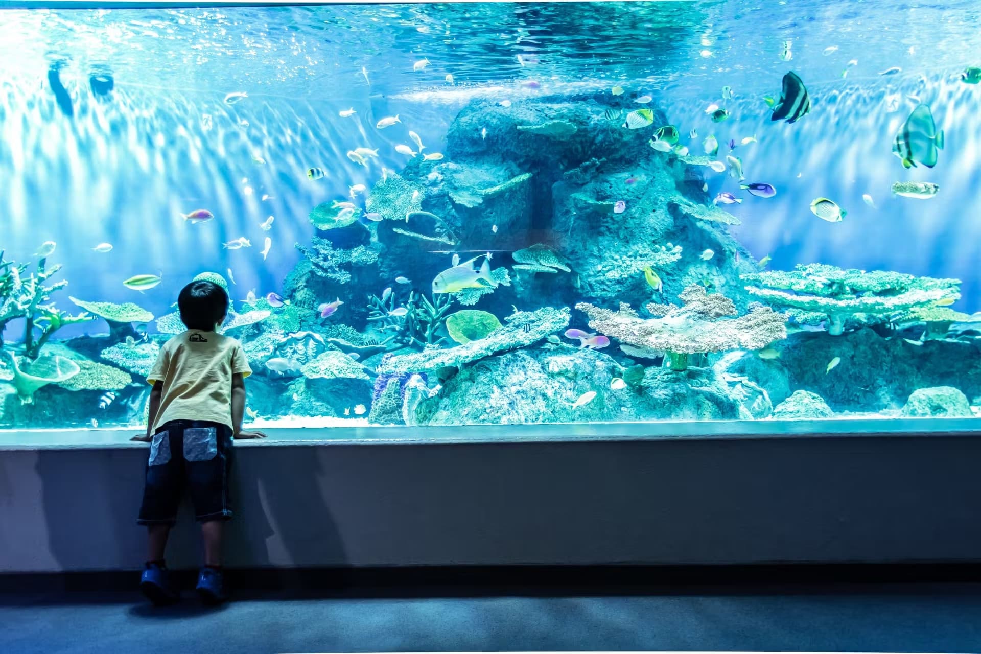Shinagawa Aquarium Ticket - image 2