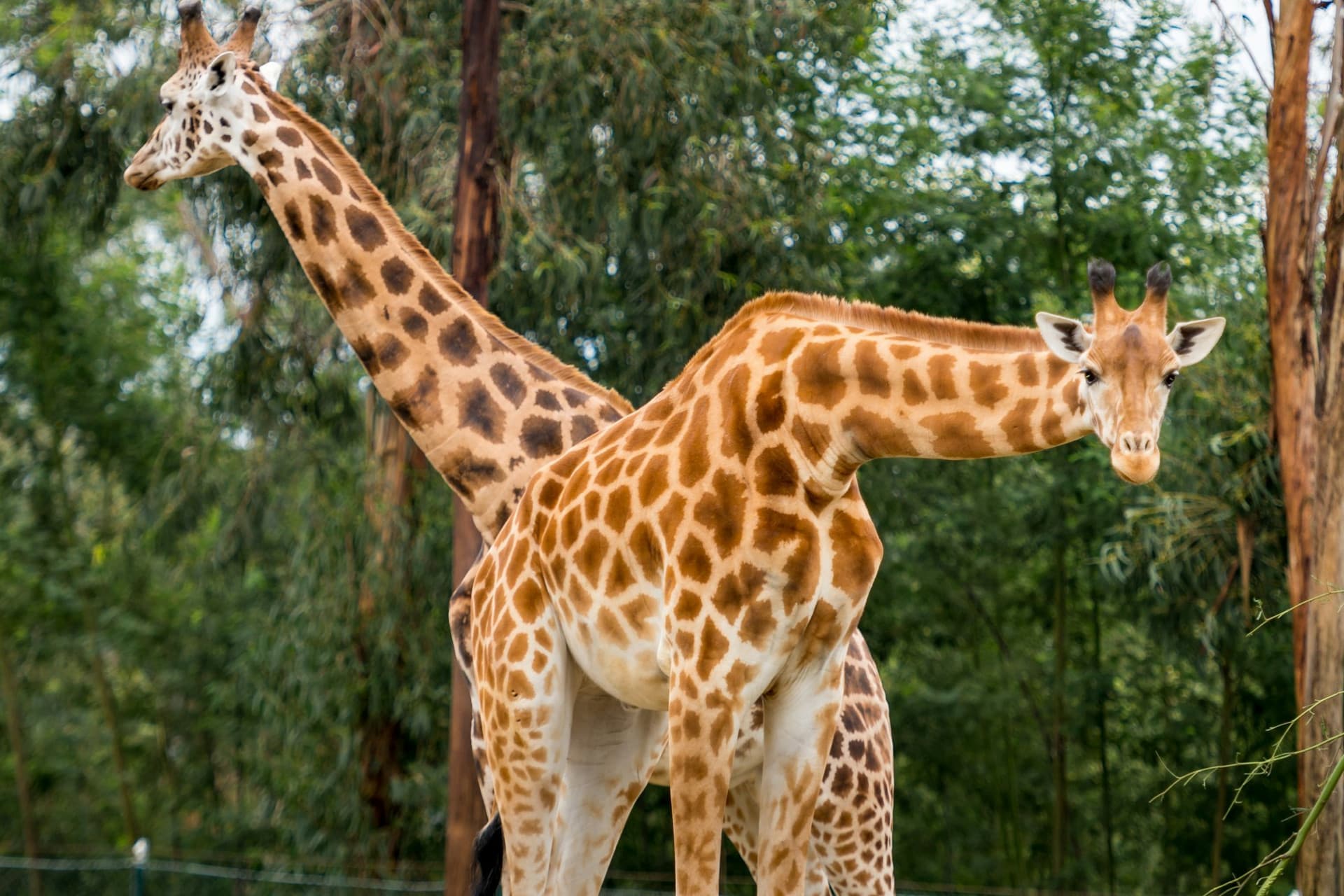 Zoo Santo Inácio Ticket - image 3
