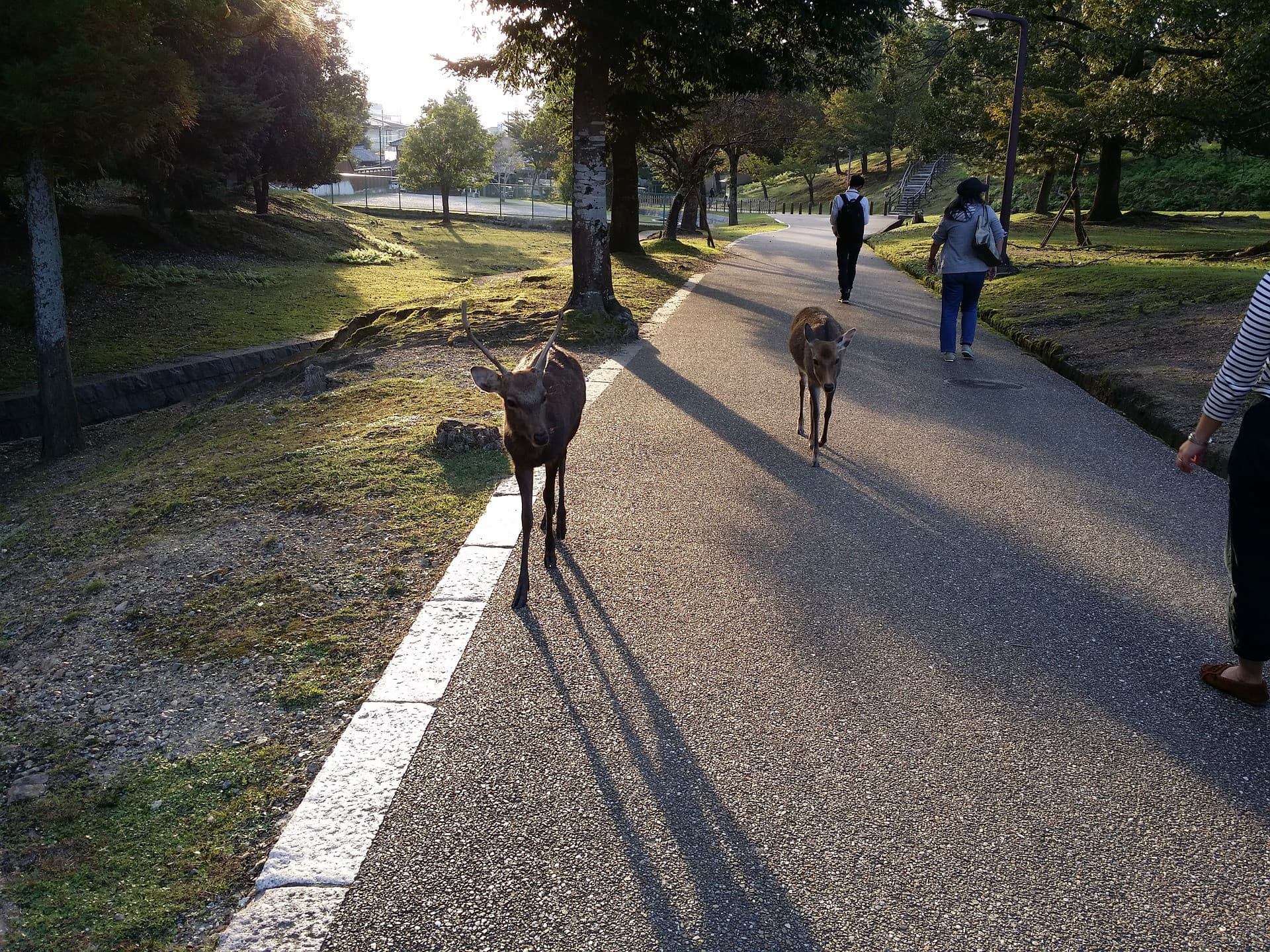Kyoto and Nara Full-Day Tour from Kyoto - image 9