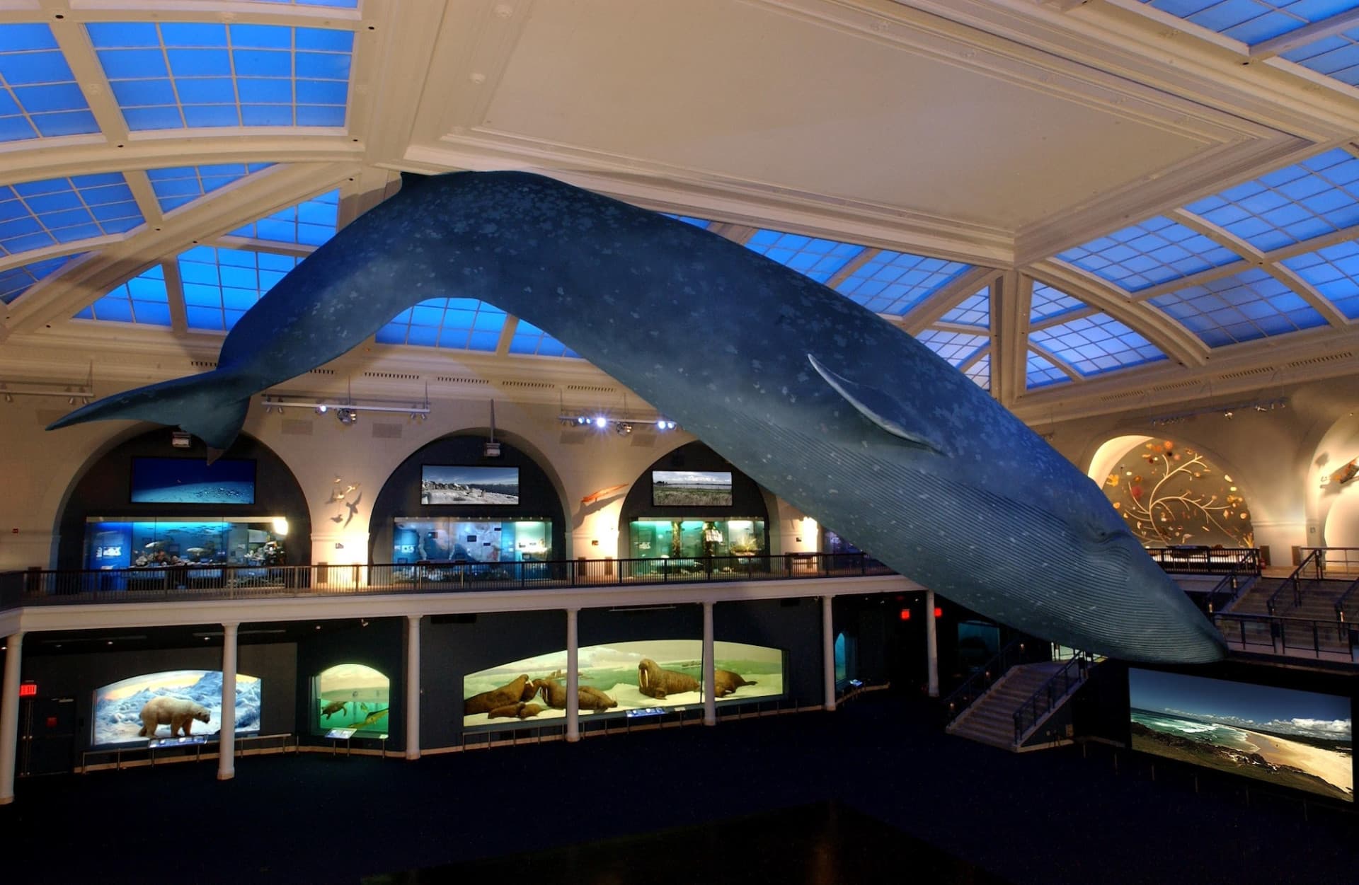 COMBO: American Museum of Natural History + The Museum of Modern Art (MoMA) Tickets - main image