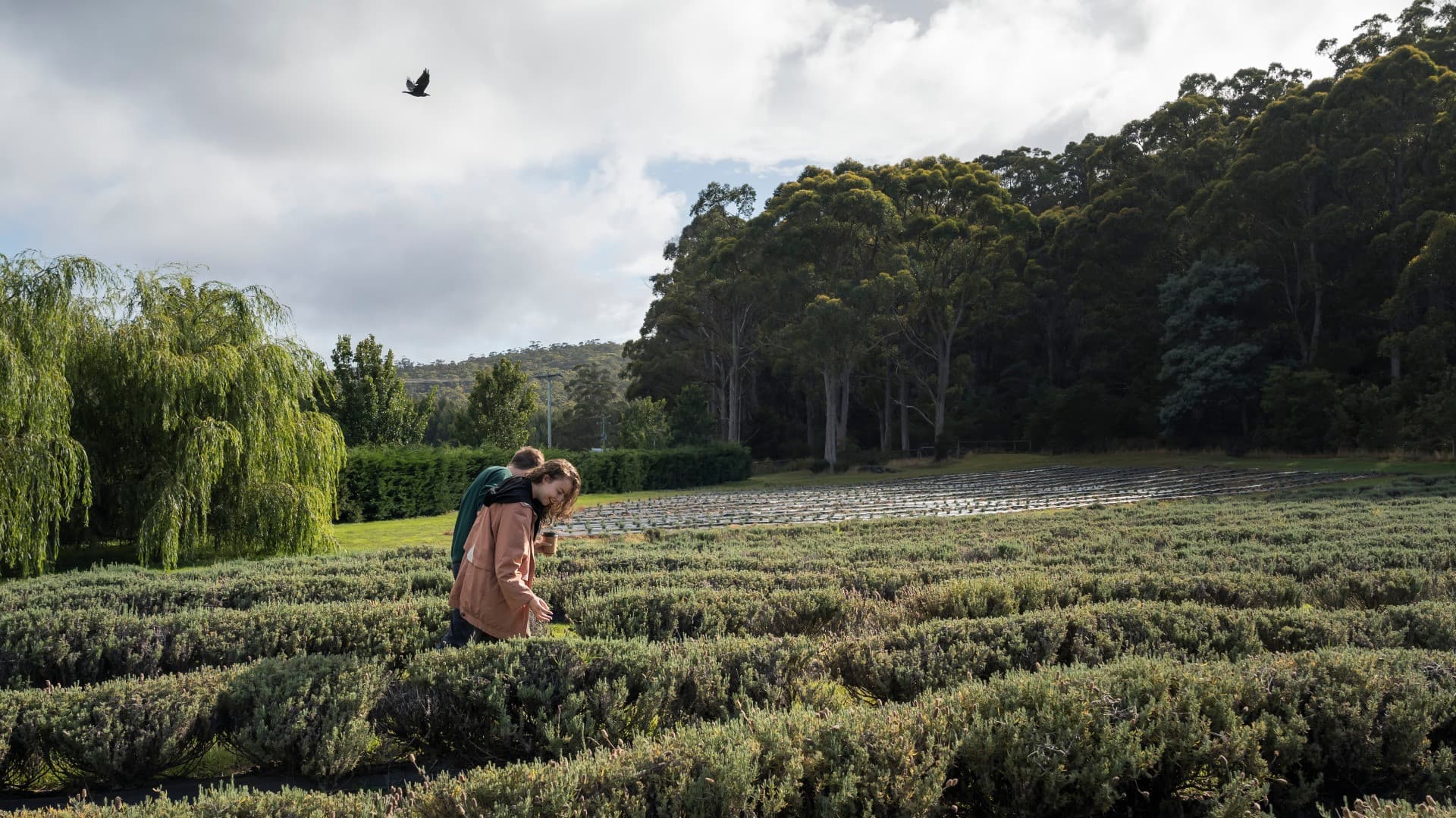 Port Arthur Historic Site & Tasman Peninsula Tour from Hobart - image 4