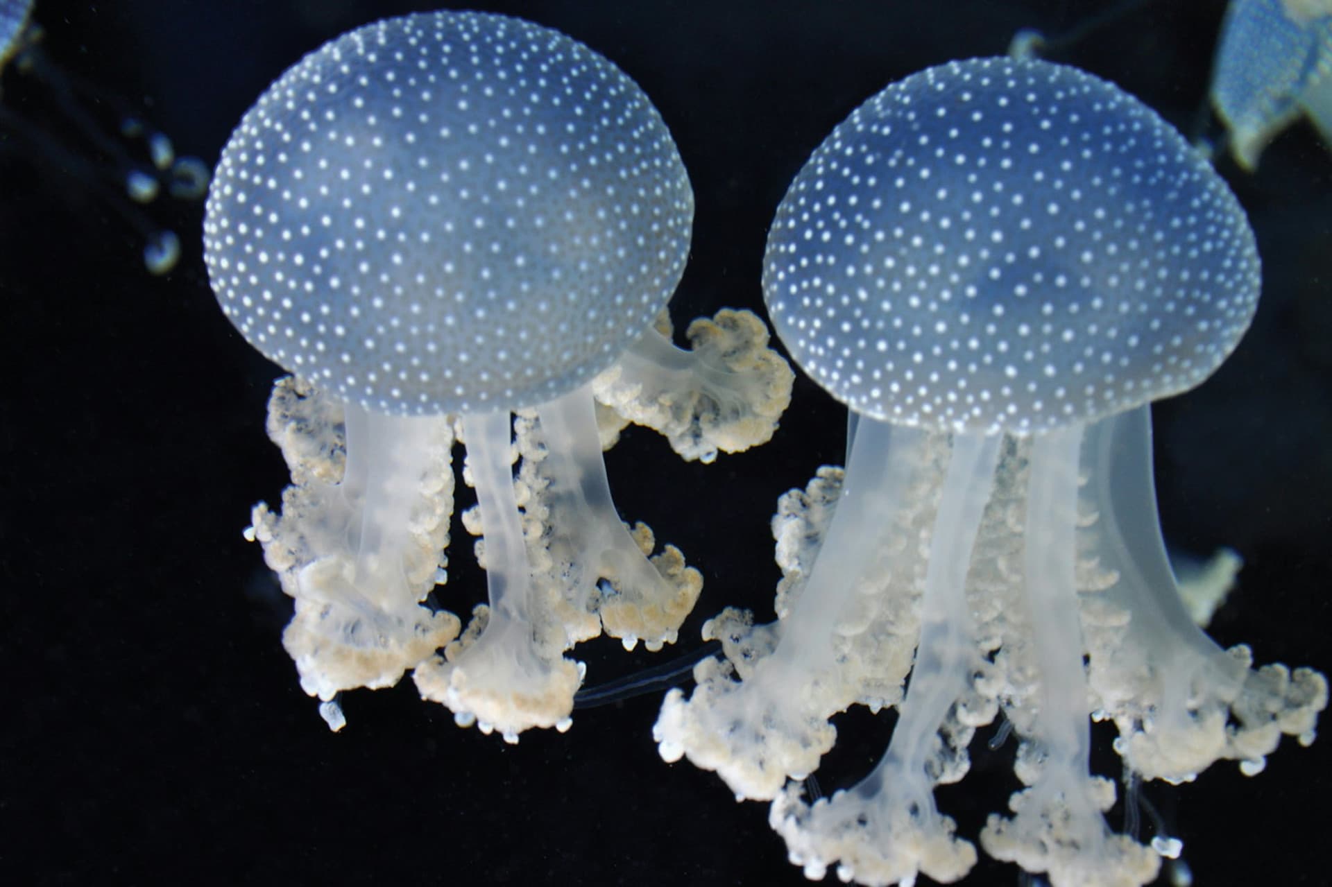 Gardaland SEA LIFE Aquarium Ticket - image 7