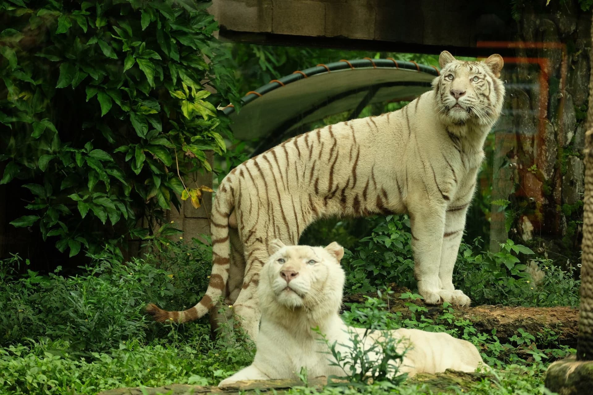 Entrada a Bali Safari Park - imagen 3
