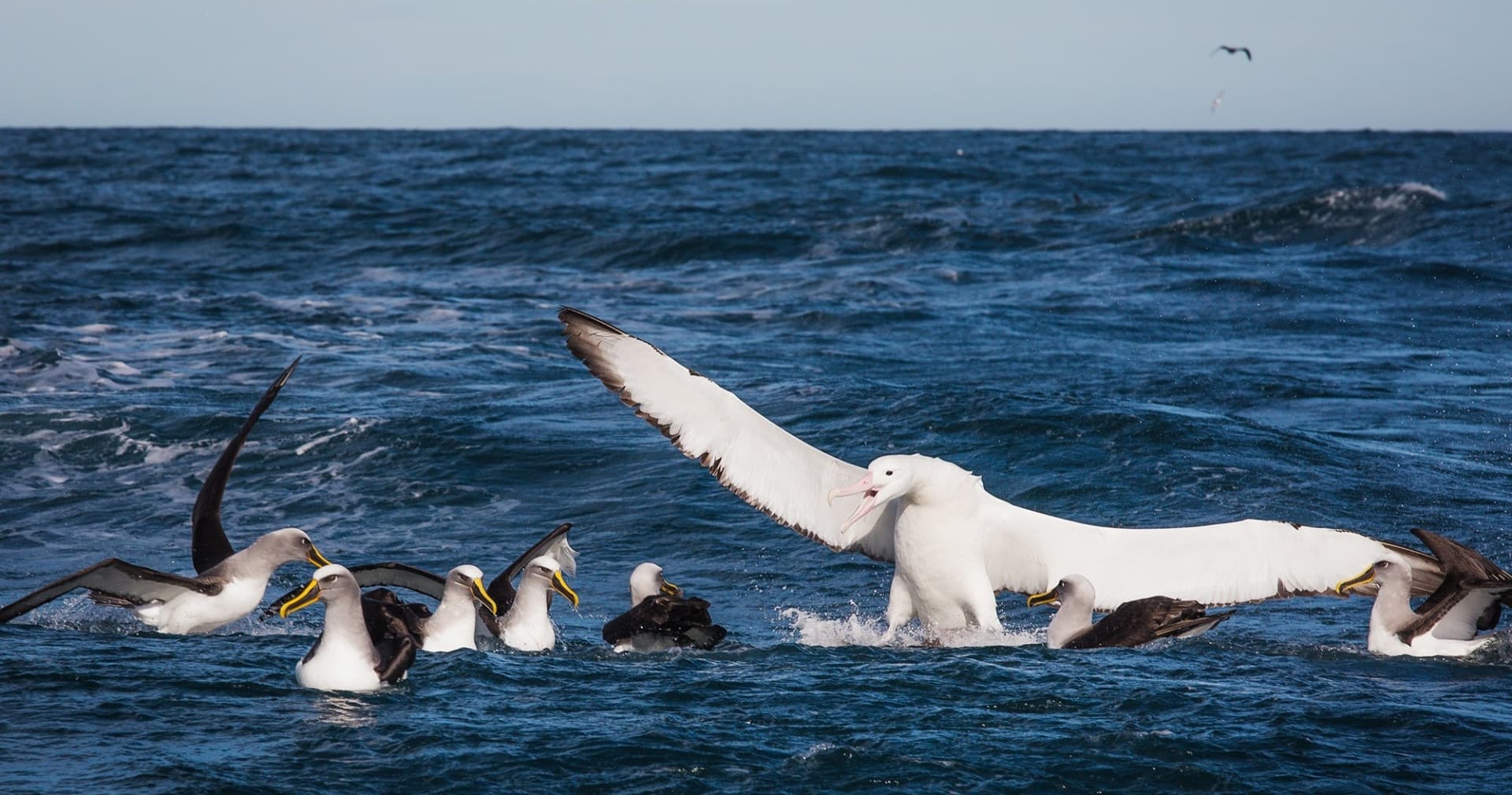 Monarch Wildlife Cruise and Peninsula Encounter Tour - image 7