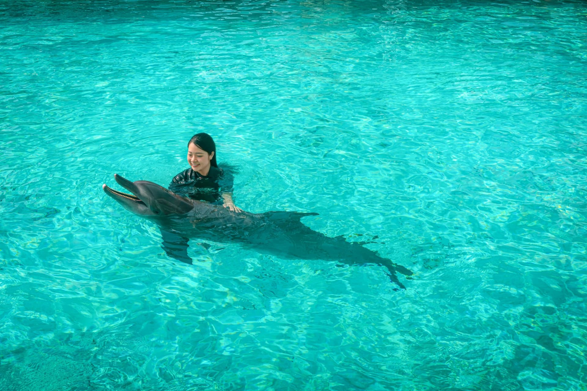 Dolphin Experiences at Marine Mammal Habitat Sentosa - image 4