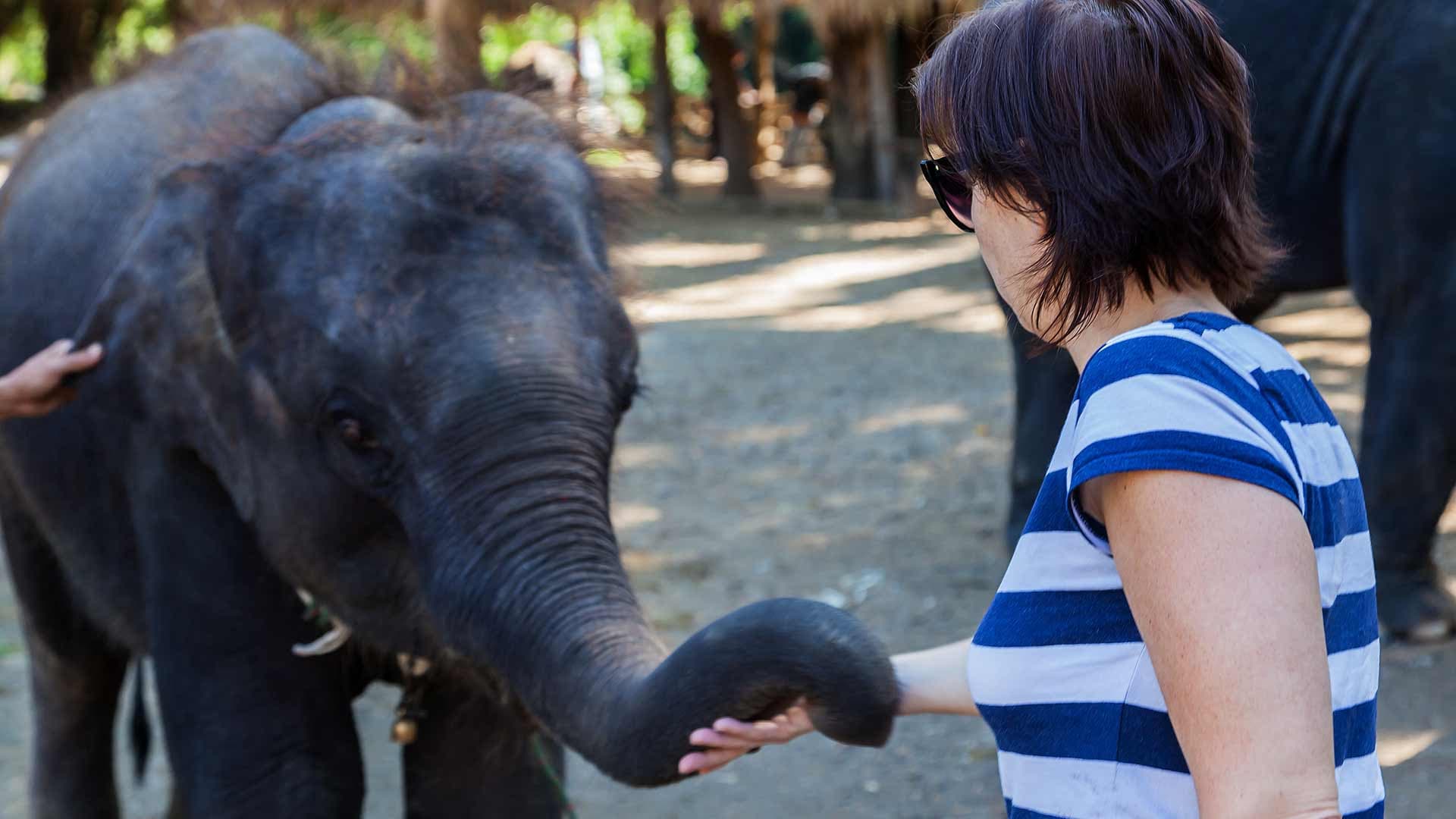 Elephant Jungle Sanctuary Chiang Mai - image 4
