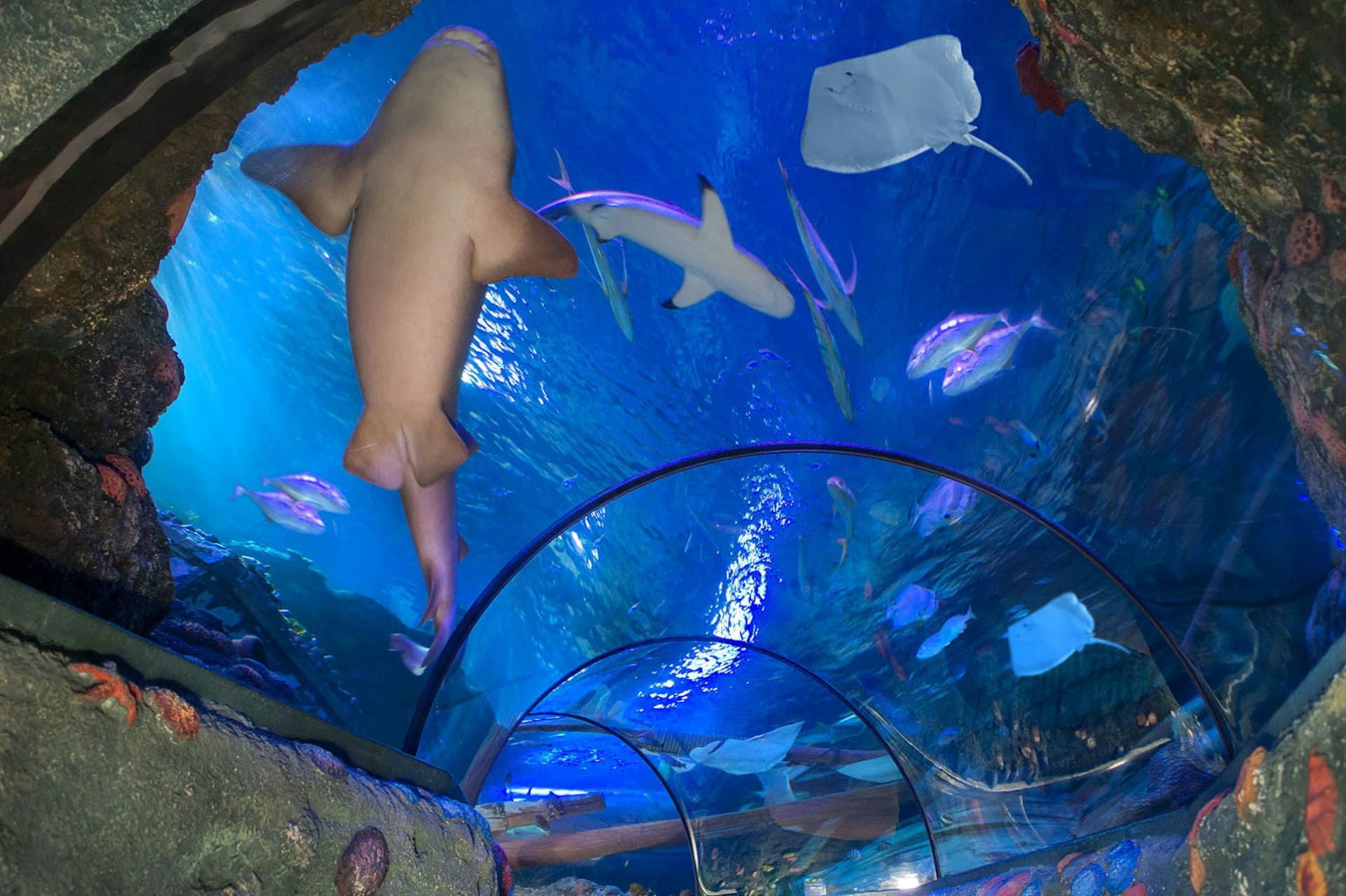 Gardaland SEA LIFE Aquarium Ticket - image 3