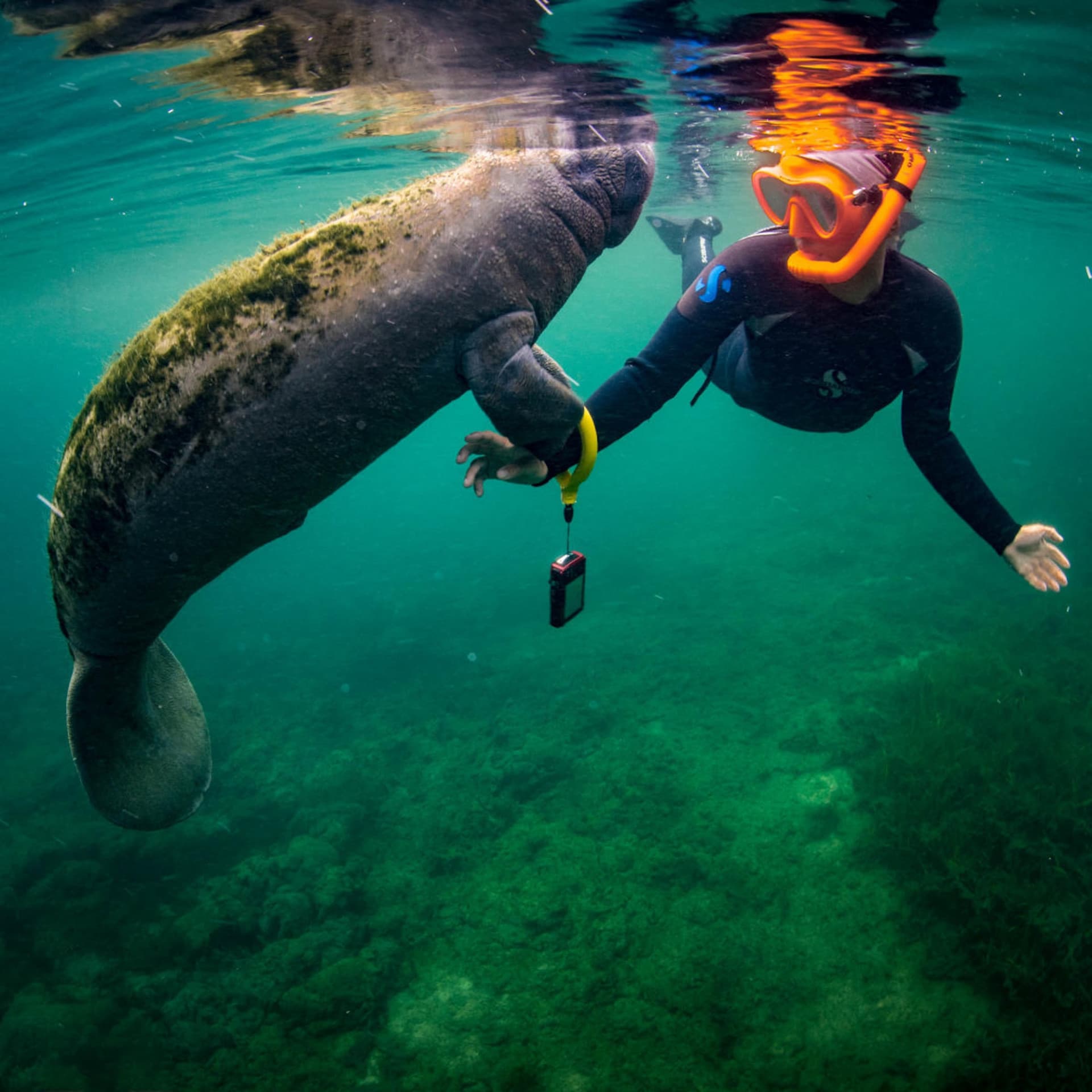 Florida Nature Coast Tour: Crystal River with Manatees Snorkelling, Homosassa State Park - image 5