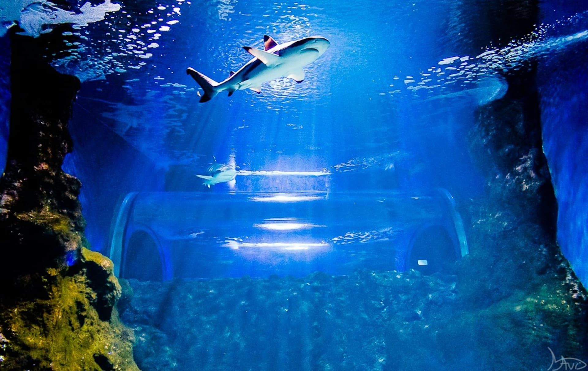 Entrada al Acuario de Lanzarote - imagen 5