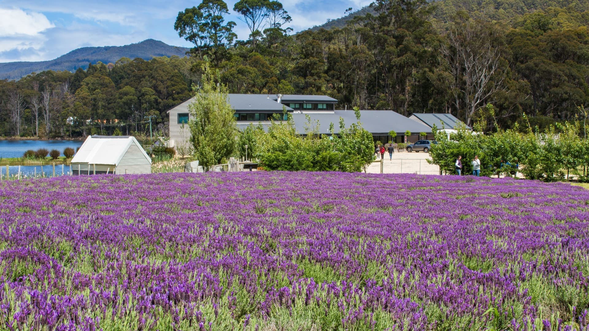 Port Arthur Historic Site & Tasman Peninsula Tour from Hobart - image 5